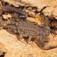 Lychas marmoreus (Little Marbled Scorpion) at Casey, ACT - 1 Sep 2019 by Harrisi