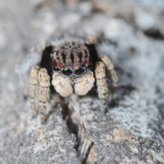 Maratus vespertilio (Bat-like peacock spider) at Karabar, NSW - 1 Sep 2019 by Harrisi