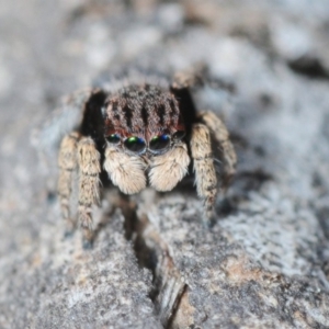 Maratus vespertilio at Karabar, NSW - 1 Sep 2019