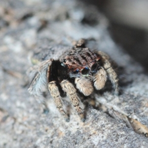 Maratus vespertilio at Karabar, NSW - 1 Sep 2019