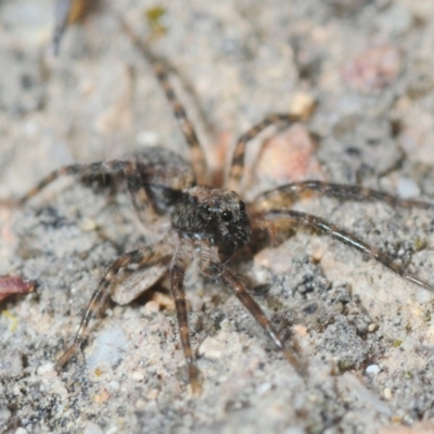 Lycosidae (family) (Unidentified wolf spider) at QPRC LGA - 1 Sep 2019 by Harrisi