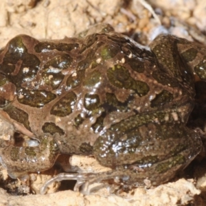 Limnodynastes tasmaniensis at Crace, ACT - 23 Aug 2019