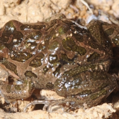 Limnodynastes tasmaniensis (Spotted Grass Frog) at Crace, ACT - 23 Aug 2019 by Harrisi