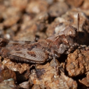 Pycnostictus sp. (genus) at Stromlo, ACT - 1 Sep 2019 12:11 PM