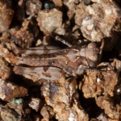 Pycnostictus sp. (genus) at Stromlo, ACT - 1 Sep 2019