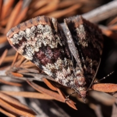 Dichromodes disputata (Scaled Heath Moth) at Stromlo, ACT - 1 Sep 2019 by rawshorty
