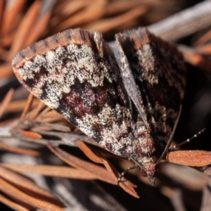 Dichromodes disputata at Stromlo, ACT - 1 Sep 2019