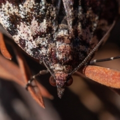 Dichromodes disputata at Stromlo, ACT - 1 Sep 2019 12:15 PM