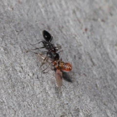 Myrmecorhynchus emeryi at Hackett, ACT - 28 Aug 2019