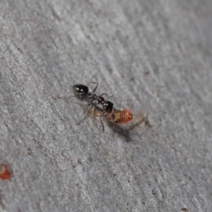 Myrmecorhynchus emeryi at Hackett, ACT - 28 Aug 2019