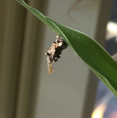 Psychidae (family) MATURE (Case Moth) at Mirador, NSW - 1 Sep 2019 by hynesker1234