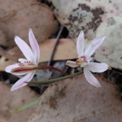 Caladenia fuscata (Dusky Fingers) at Aranda Bushland - 1 Sep 2019 by CathB