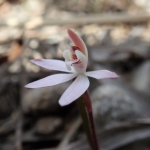 Caladenia fuscata at Aranda, ACT - suppressed