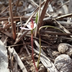 Caladenia fuscata at Aranda, ACT - suppressed