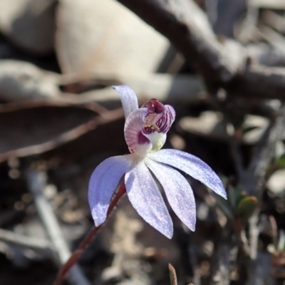 Cyanicula caerulea (Blue Fingers, Blue Fairies) at Aranda Bushland - 1 Sep 2019 by CathB