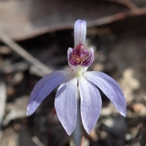 Cyanicula caerulea at Aranda, ACT - suppressed