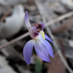 Cyanicula caerulea at Aranda, ACT - suppressed