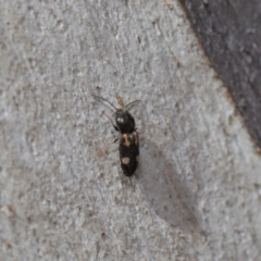 Austrocardiophorus assimilis (Click beetle) at ANBG - 28 Aug 2019 by TimL