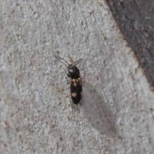 Austrocardiophorus assimilis at Acton, ACT - 28 Aug 2019 01:24 PM