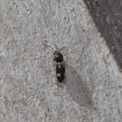 Austrocardiophorus assimilis (Click beetle) at ANBG - 28 Aug 2019 by TimL