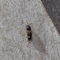 Austrocardiophorus assimilis (Click beetle) at Acton, ACT - 28 Aug 2019 by TimL