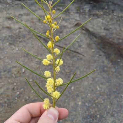 Acacia elongata (Swamp Wattle) at Morton National Park - 31 Aug 2019 by MattM