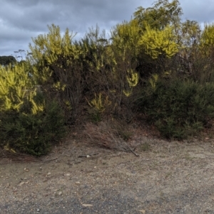 Acacia elongata at Tianjara, NSW - 31 Aug 2019 02:01 PM