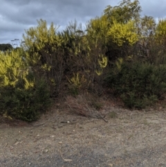 Acacia elongata at Tianjara, NSW - 31 Aug 2019
