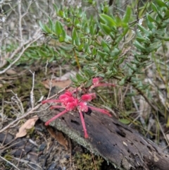 Grevillea baueri subsp. asperula (Bauer's grevillea) at Morton National Park - 31 Aug 2019 by MattM