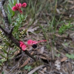 Grevillea baueri subsp. asperula at Tianjara, NSW - 31 Aug 2019
