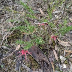 Grevillea baueri subsp. asperula at Tianjara, NSW - 31 Aug 2019 12:27 PM