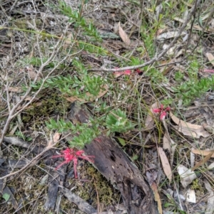 Grevillea baueri subsp. asperula at Tianjara, NSW - 31 Aug 2019