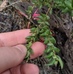 Grevillea baueri subsp. asperula at Tianjara, NSW - 31 Aug 2019