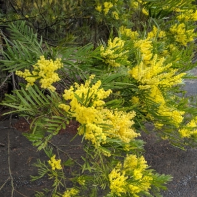 Acacia filicifolia at Morton National Park - 31 Aug 2019 by MattM