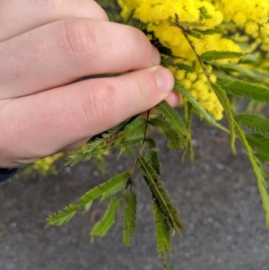 Acacia filicifolia at Tianjara, NSW - 31 Aug 2019