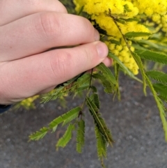 Acacia filicifolia at Tianjara, NSW - 31 Aug 2019