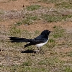 Rhipidura leucophrys (Willie Wagtail) at Dunlop, ACT - 2 Sep 2019 by Kurt