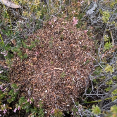 Iridomyrmex sp. (genus) (Ant) at Morton National Park - 31 Aug 2019 by MattM