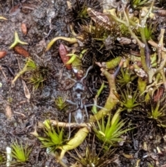 Iridomyrmex sp. (genus) at Tianjara, NSW - 31 Aug 2019