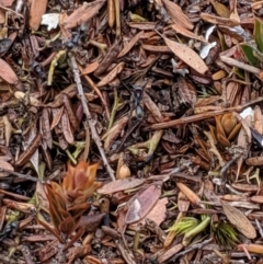 Iridomyrmex sp. (genus) at Tianjara, NSW - 31 Aug 2019