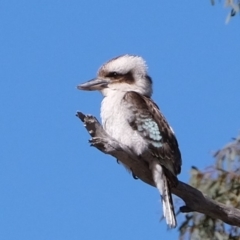 Dacelo novaeguineae (Laughing Kookaburra) at The Pinnacle - 1 Sep 2019 by Kurt