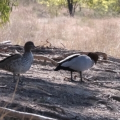 Chenonetta jubata (Australian Wood Duck) at Dunlop, ACT - 2 Sep 2019 by Kurt