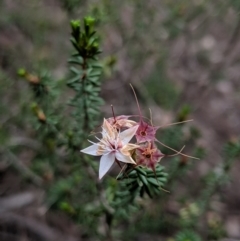 Calytrix tetragona (Common Fringe-myrtle) at Morton National Park - 31 Aug 2019 by MattM