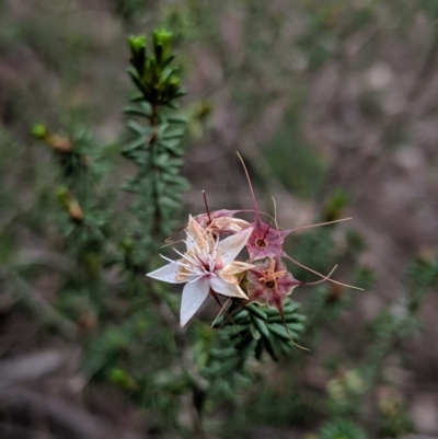 Calytrix tetragona (Common Fringe-myrtle) at Morton National Park - 31 Aug 2019 by MattM