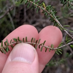 Calytrix tetragona at Tianjara, NSW - 31 Aug 2019