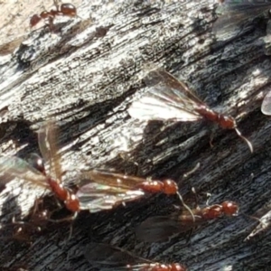 Papyrius nitidus at Symonston, ACT - suppressed