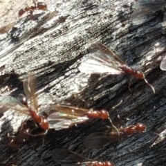Papyrius nitidus (Shining Coconut Ant) at Mount Mugga Mugga - 2 Sep 2019 by Mike