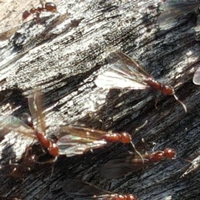 Papyrius nitidus (Shining Coconut Ant) at Mount Mugga Mugga - 2 Sep 2019 by Mike