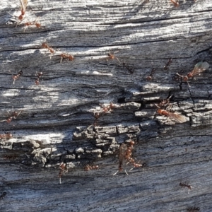 Papyrius nitidus at Symonston, ACT - suppressed