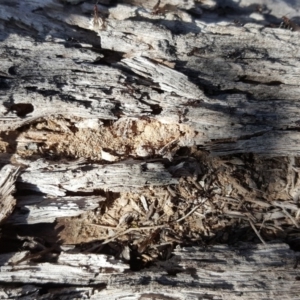 Papyrius nitidus at Symonston, ACT - 2 Sep 2019